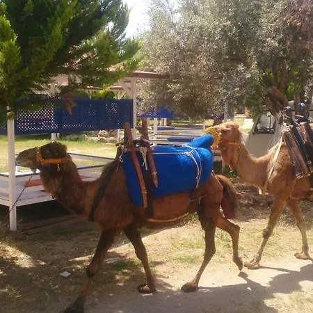 Kamp alanı Wooden House Bodrum